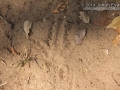 Vulture Tracks