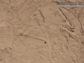 Walking Stick Tracks