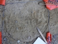 Baby Cottontail Tracks