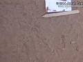 Beetle Tracks