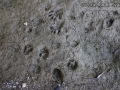 Bobcat Landing Trackks