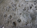 Bobcat, Raccoon, Skunk, Fox Tracks