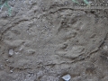 Cottontail Tracks