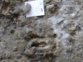 Deer Front Track