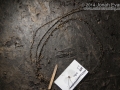 Deer Tracks