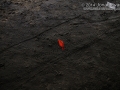 Deer Tracks