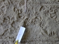 Duck Tracks