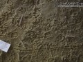 Duck Tracks