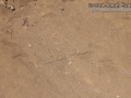 Flicker Tracks