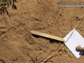 Gray Fox Tracks