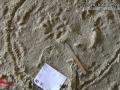 Opossum Tracks