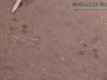 Pocket Mouse Tracks