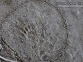 Raccoon Left Hind Track