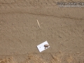 Raccoon Tracks