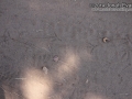 Small Owl Tracks