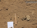 Striped Skunk Tracks