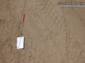 Turkey Tracks