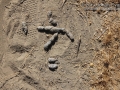 Bobcat Scat
