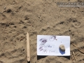 Bobcat Tracks