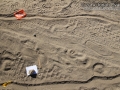 Bobcat Tracks