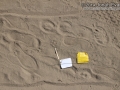 Bobcat Tracks