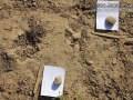 California Ground Squirrel Tracks