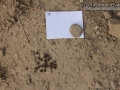 Cottontail Scat