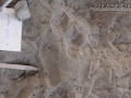 Cottontail Tracks