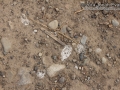 Cottontail Urine