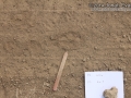 Coyote Tracks