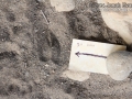 Deer Tracks