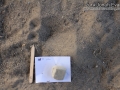 Deer Track with Dewclaws