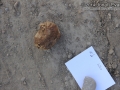Horse Scat