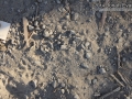 Opossum Tracks