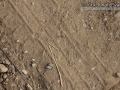 Peromyscus Tracks