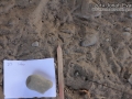Quail Tracks