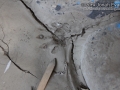 Raccoon Tracks