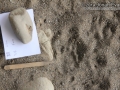 Raccoon Tracks