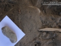 Sow bug Tracks