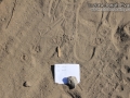 Striped Skunk Tracks