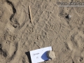 Striped Skunk Tracks