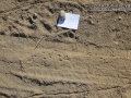 Toad Tracks