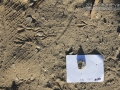 Towhee Tracks