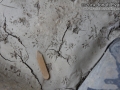 Vole Tracks