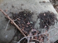 Woodrat Scat