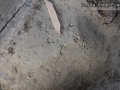 Woodrat Tracks