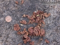 Band-tailed Pigeon? Scat