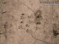 Beaver Track