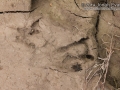 Beaver Track