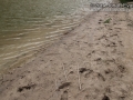 Beaver Track